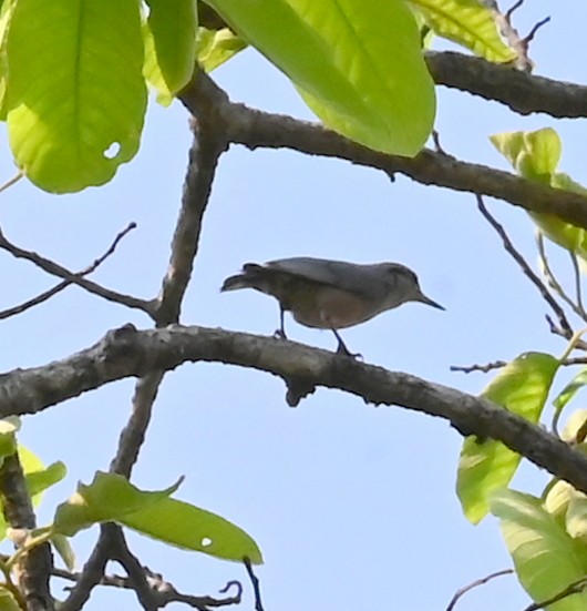 Burmese Nuthatch - ML639220702