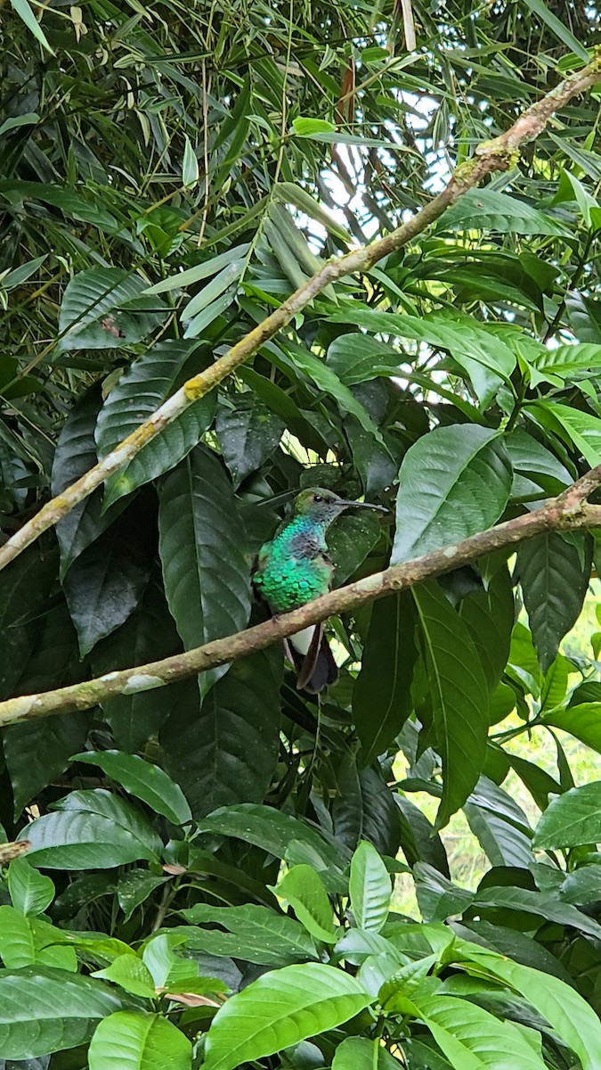 White-vented Plumeleteer - ML639220707