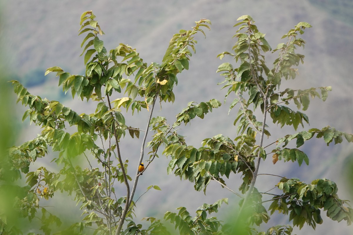 Orange-crowned Euphonia - ML639220728