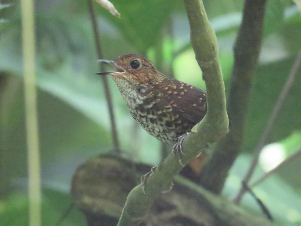Pygmy Cupwing - ML639220749