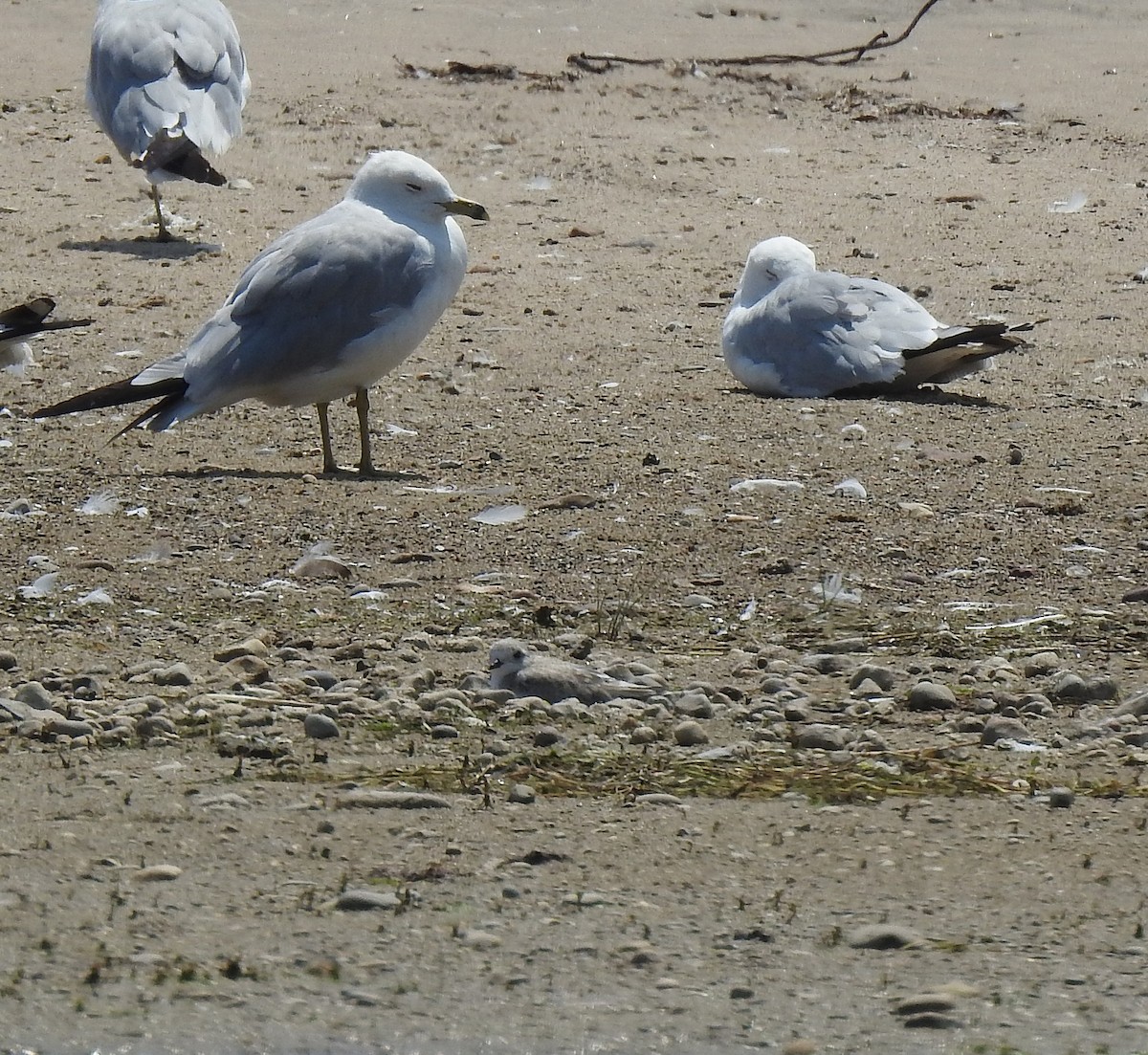 Piping Plover - ML639220931