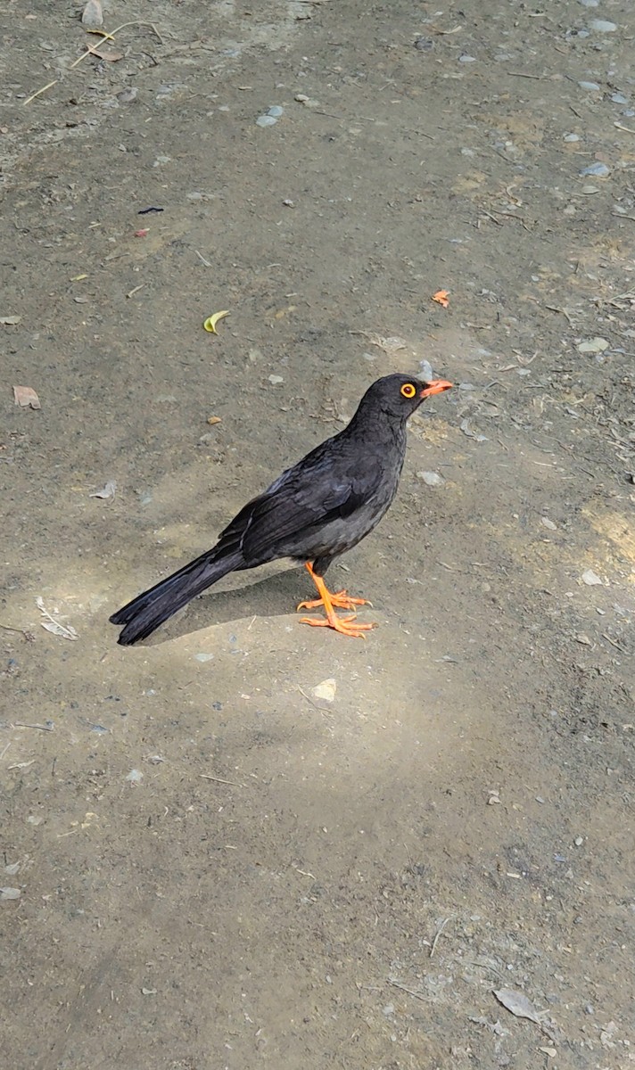 Great Thrush - ML639220932