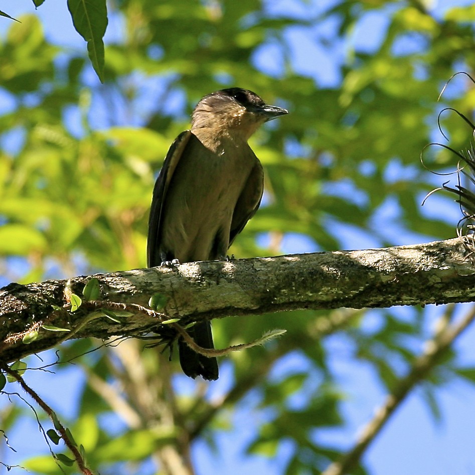 Crested Becard - ML639221014