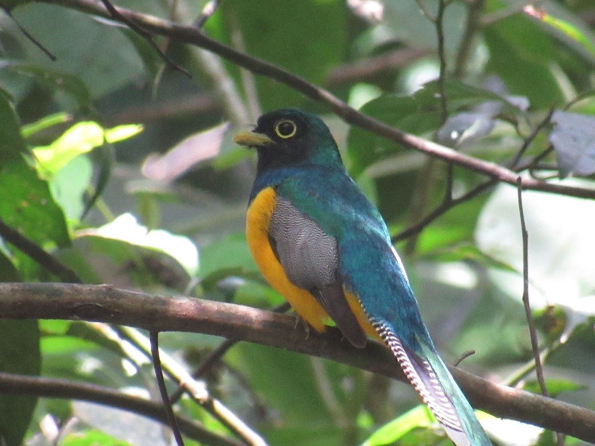 Choco Black-throated Trogon - ML639221022