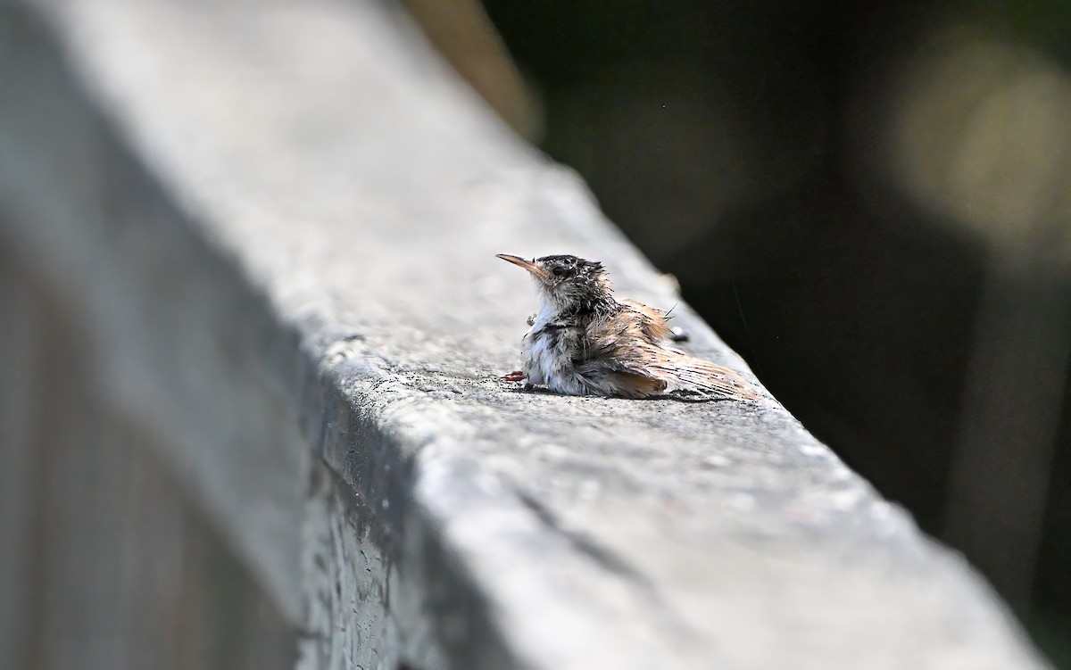 Marsh Wren - ML639221041