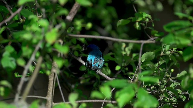Indigo Bunting - ML639221084