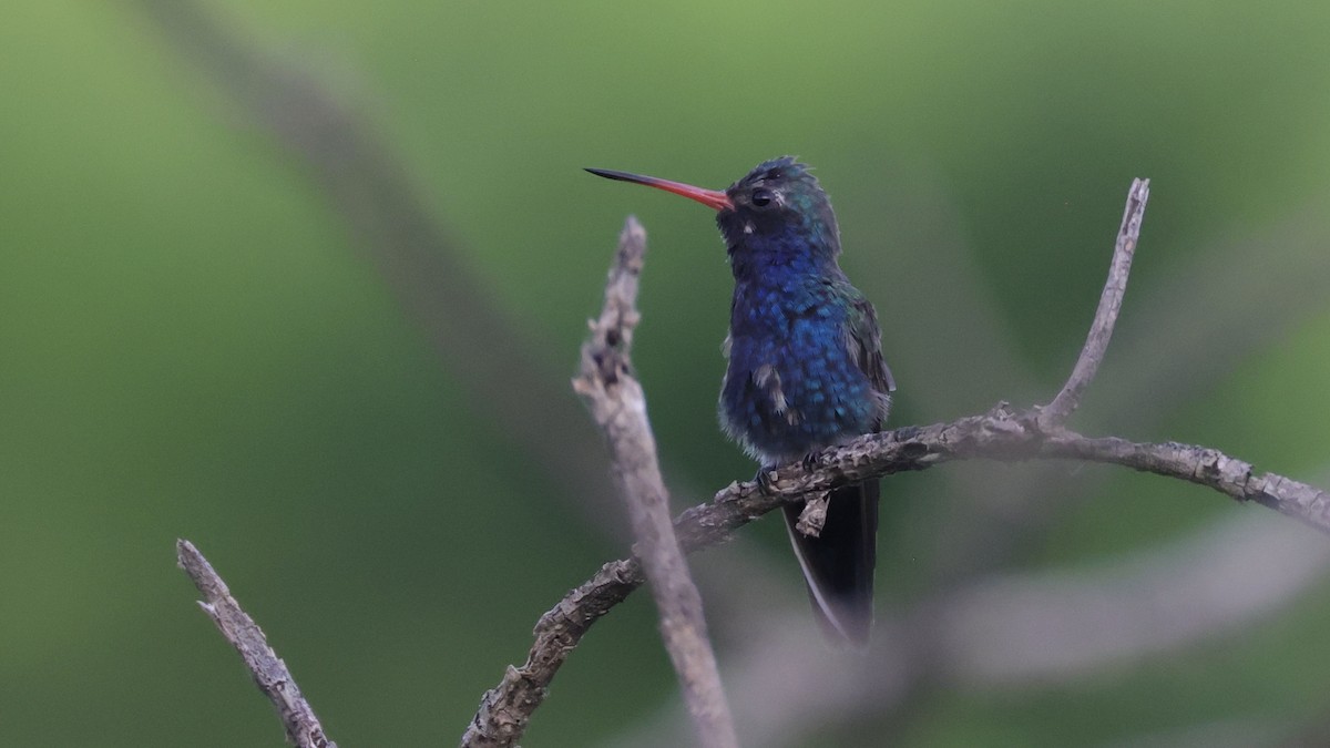 Turquoise-crowned Hummingbird - ML639221094