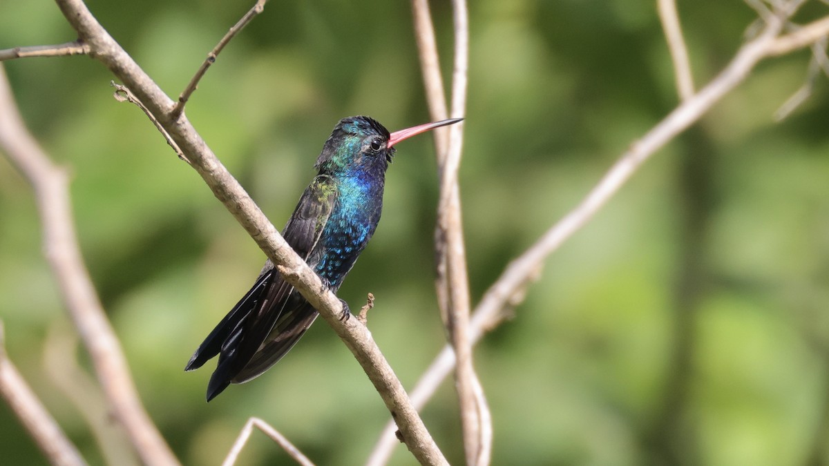 Turquoise-crowned Hummingbird - ML639221099