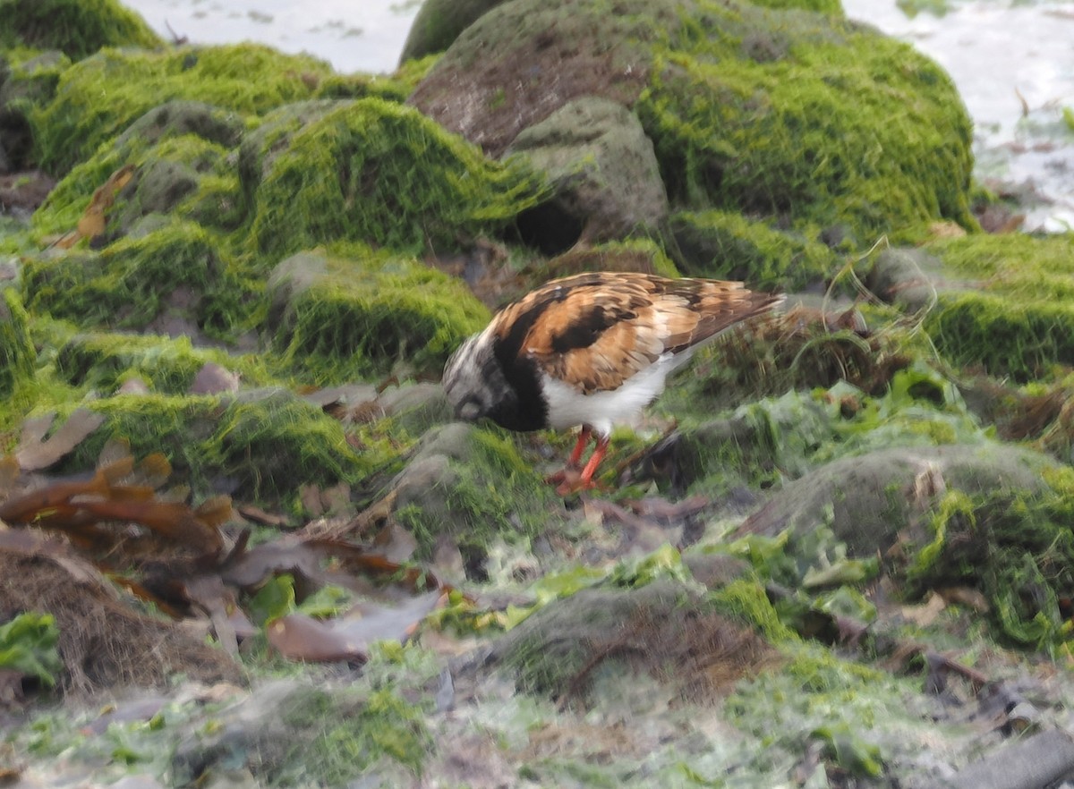 Алаг хайргач - ML639221152