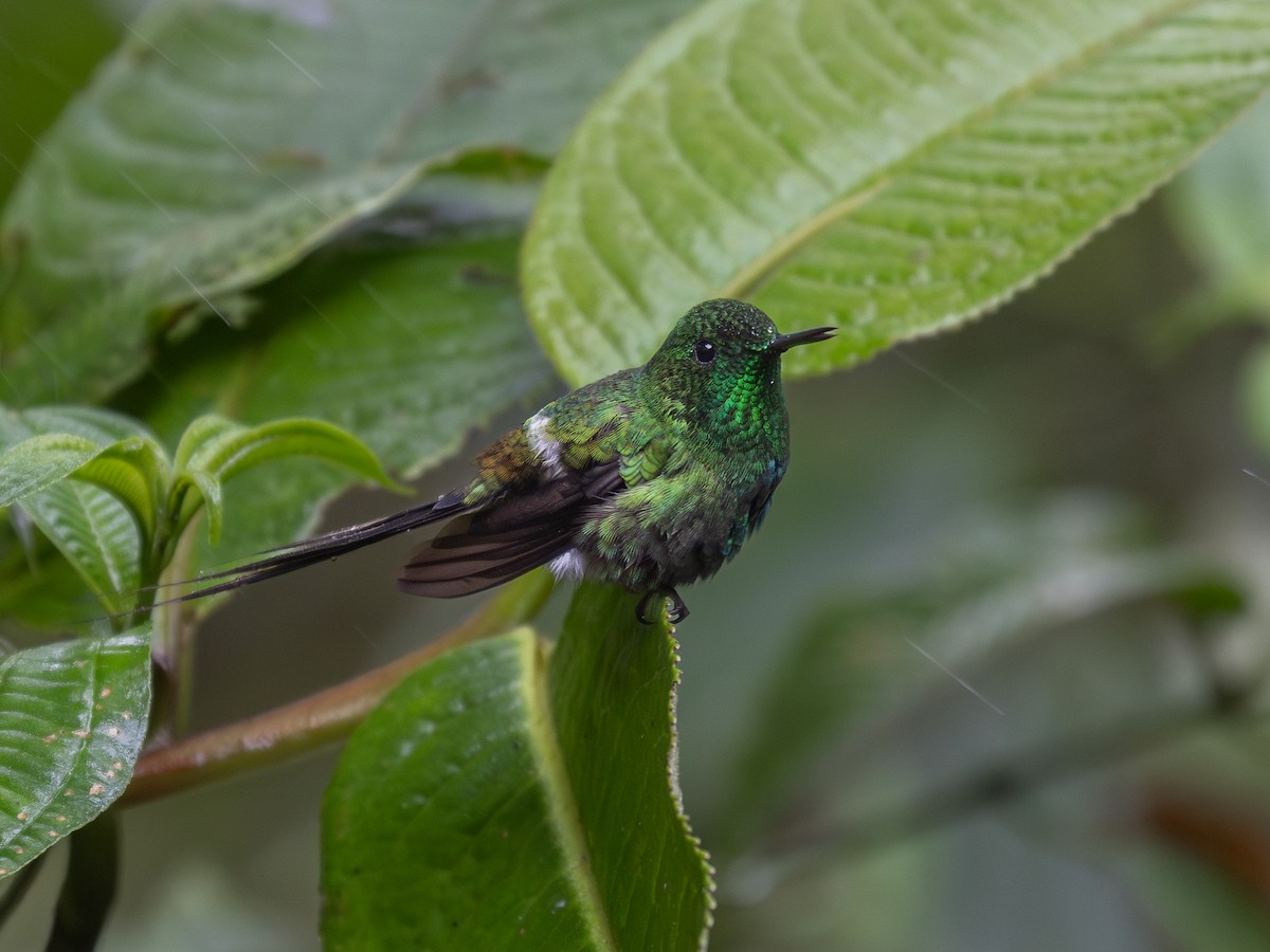 Green Thorntail - ML639221192