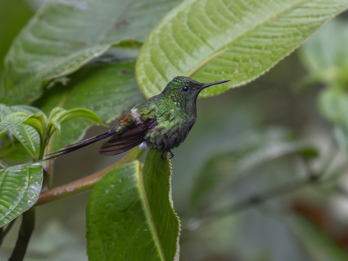 Green Thorntail - ML639221194