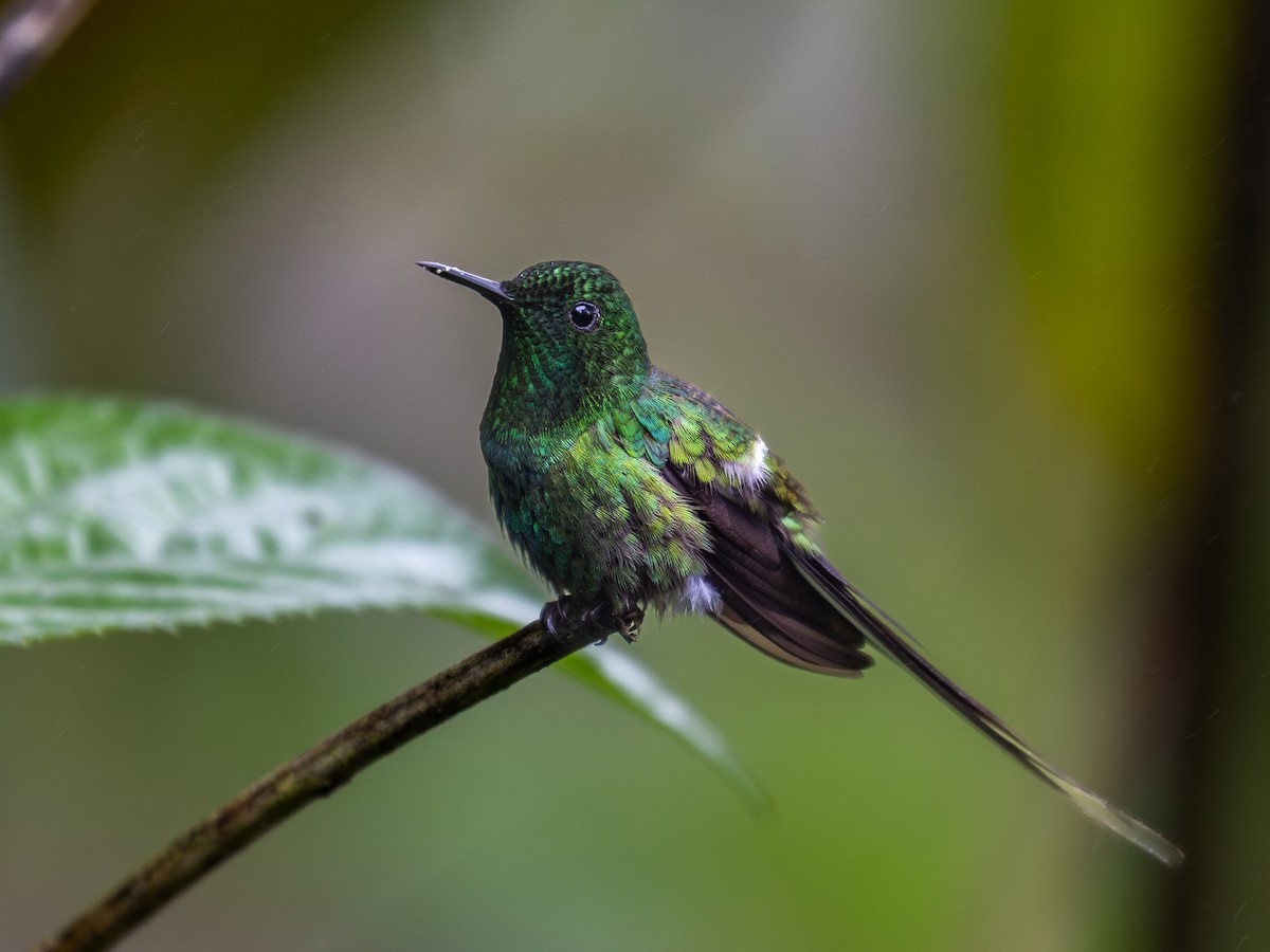 Green Thorntail - ML639221195