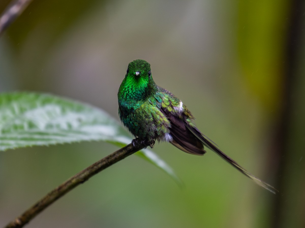Green Thorntail - ML639221196
