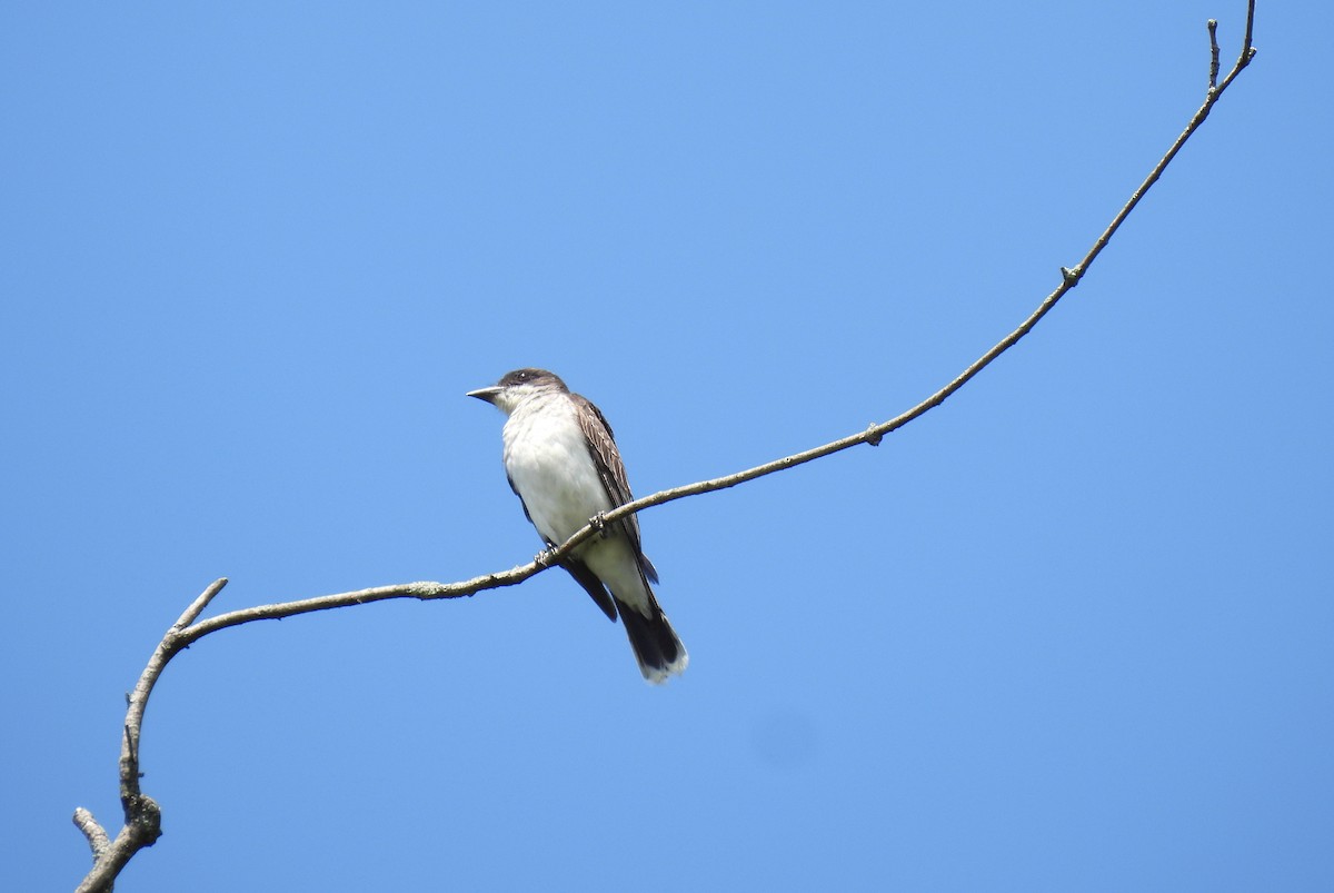 Eastern Kingbird - ML639221267
