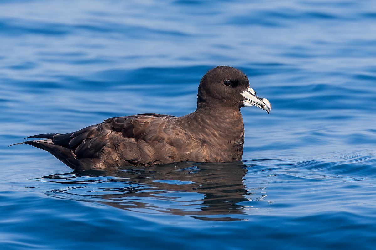 Puffin à menton blanc - ML639221308