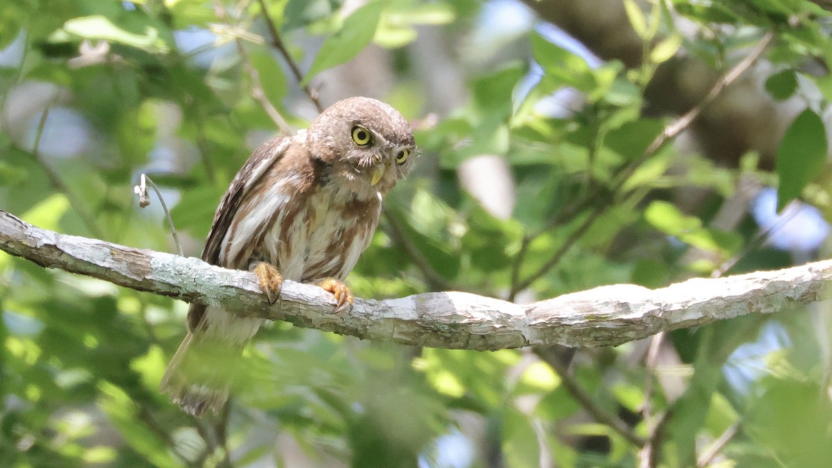 Colima Pygmy-Owl - ML639221364