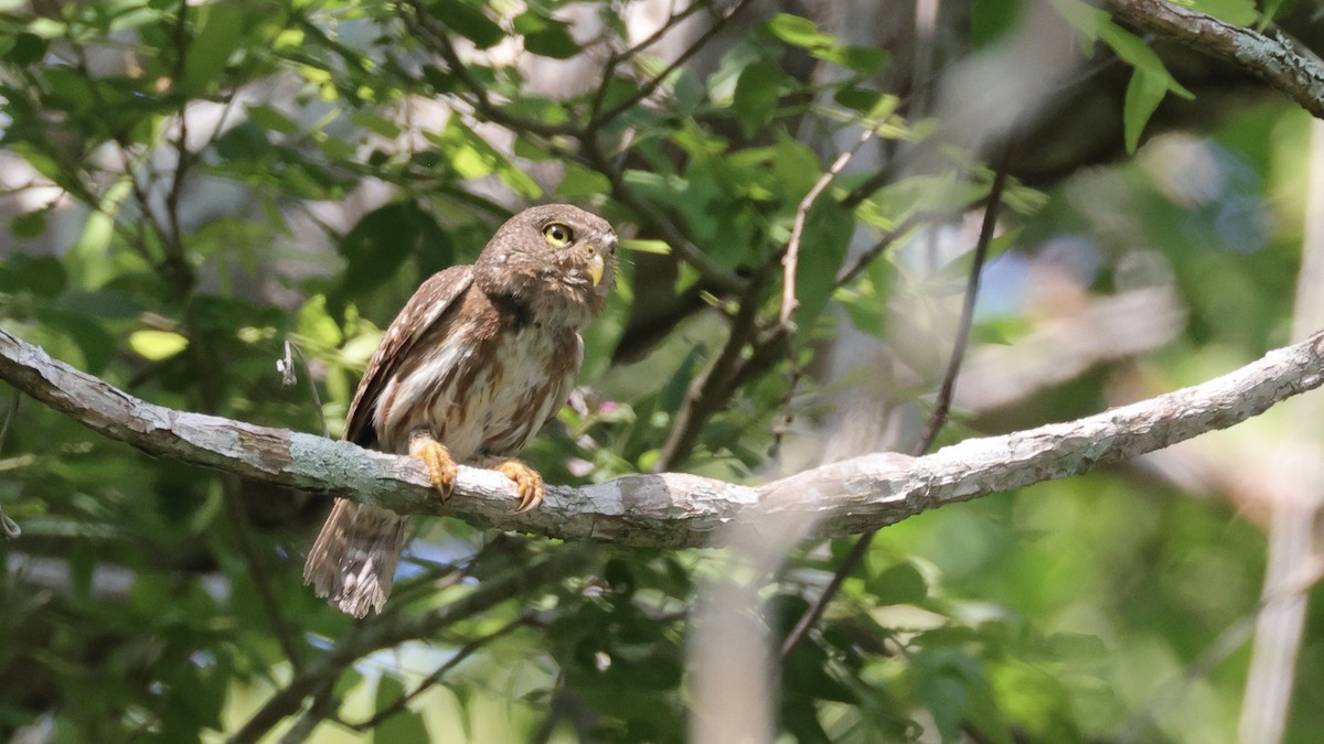 Colima Pygmy-Owl - ML639221369