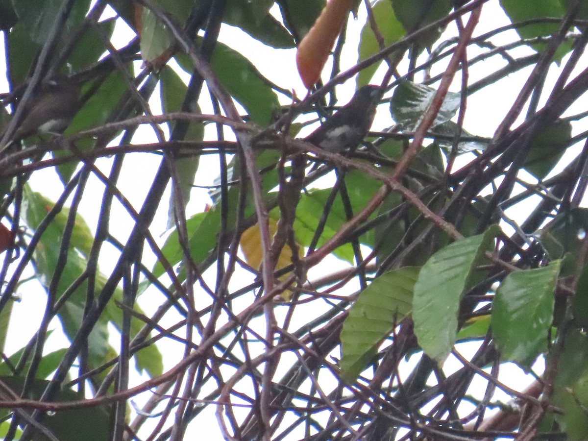 White-bellied Munia - ML639221382