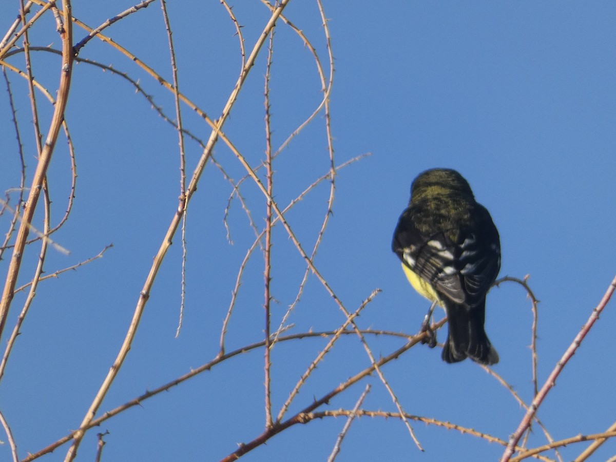 Lesser Goldfinch - ML639221481