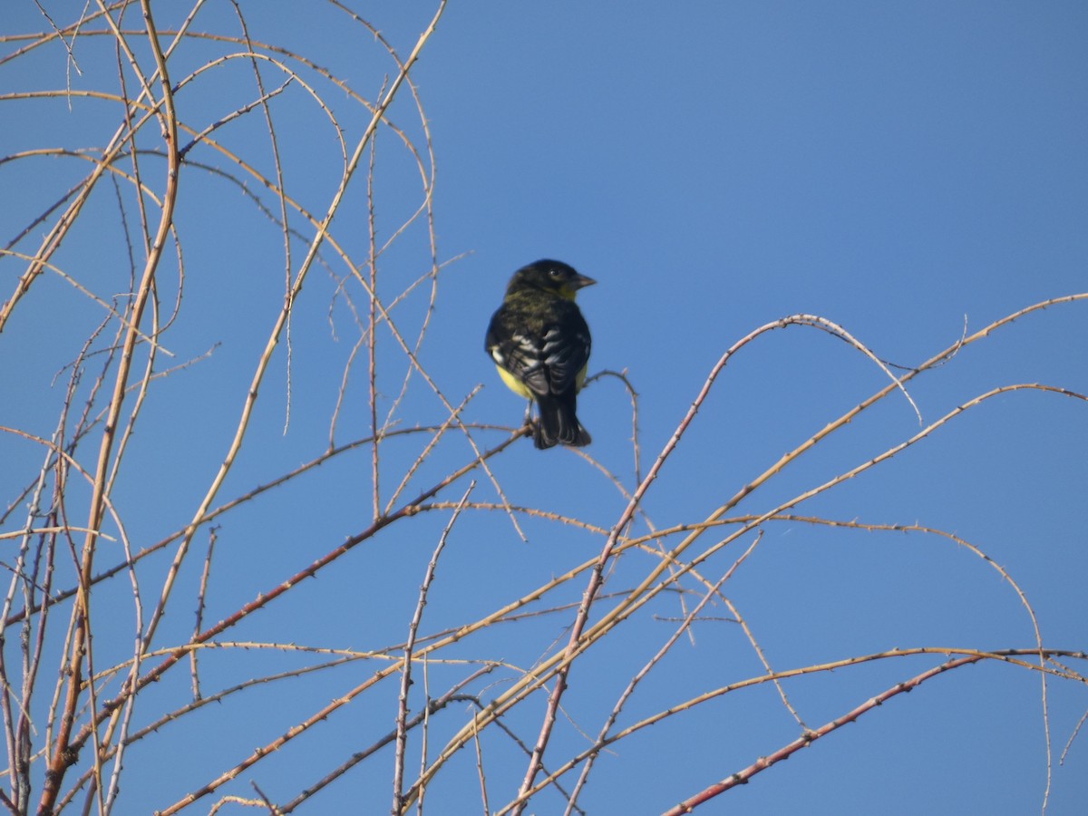 Lesser Goldfinch - ML639221482