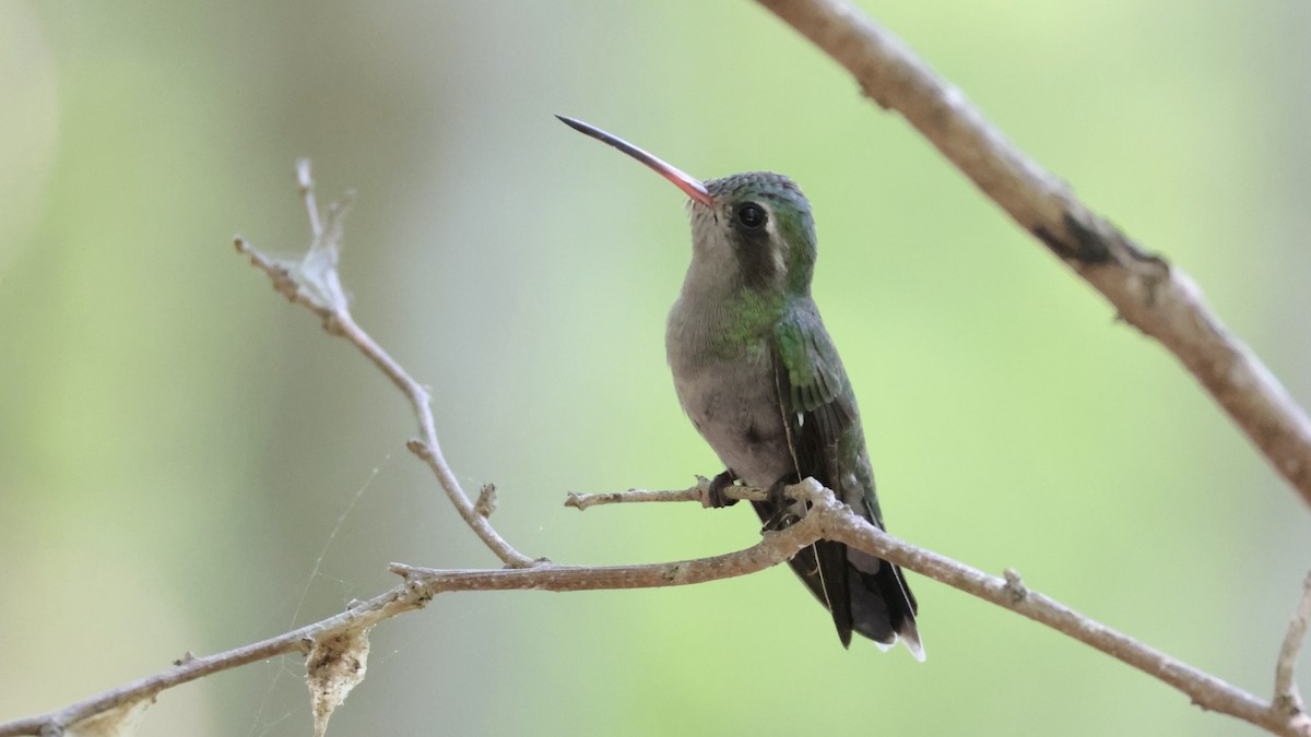 Turquoise-crowned Hummingbird - ML639221581