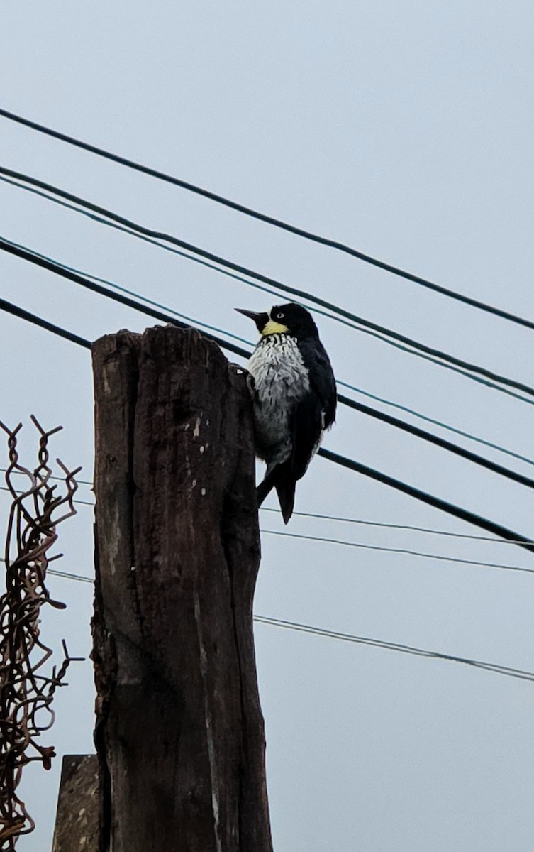 Acorn Woodpecker - ML639221628