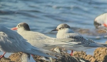 Antarctic Tern - ML639221636