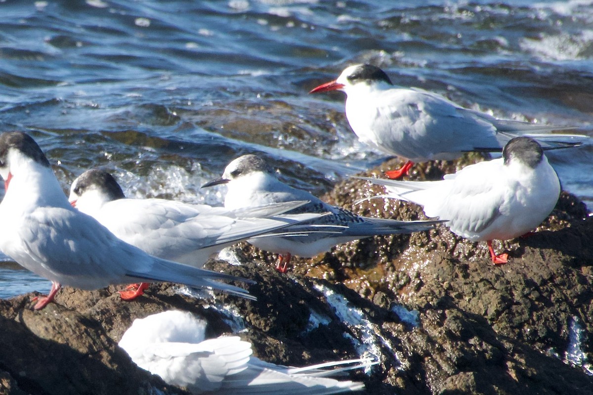 Antarctic Tern - ML639221637