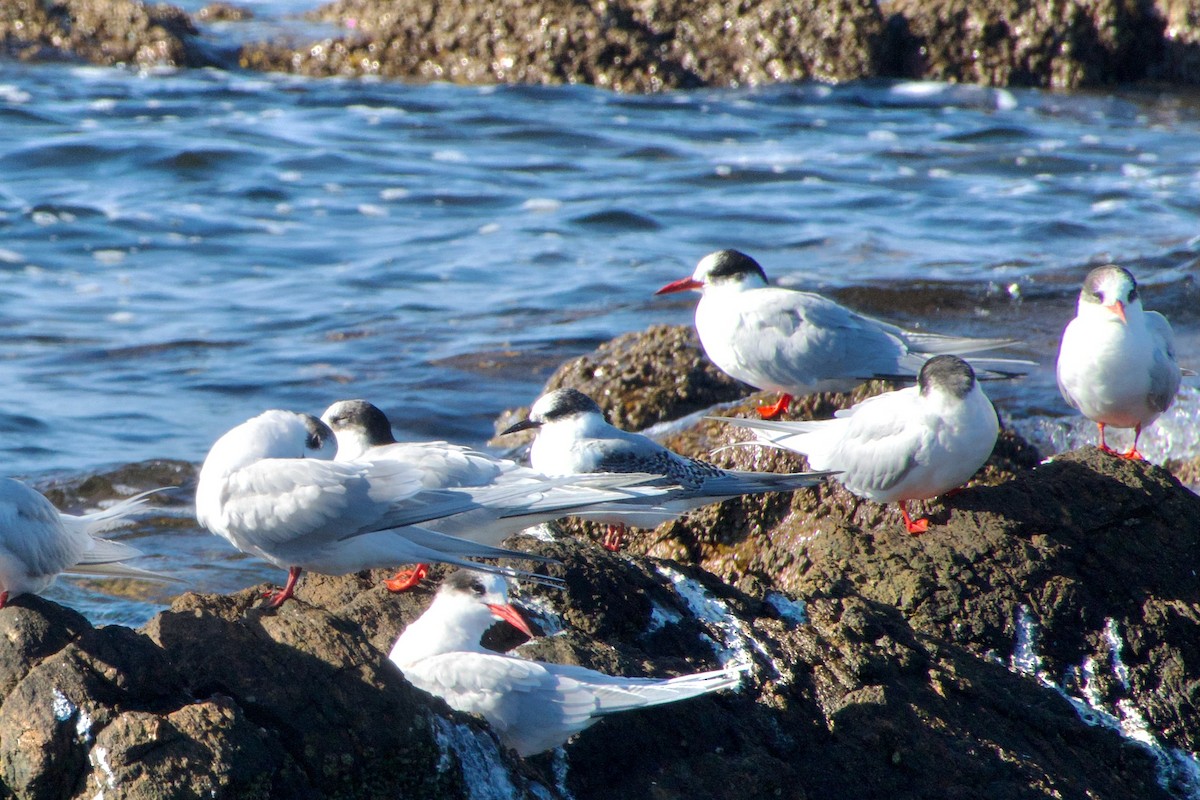 Antarctic Tern - ML639221638