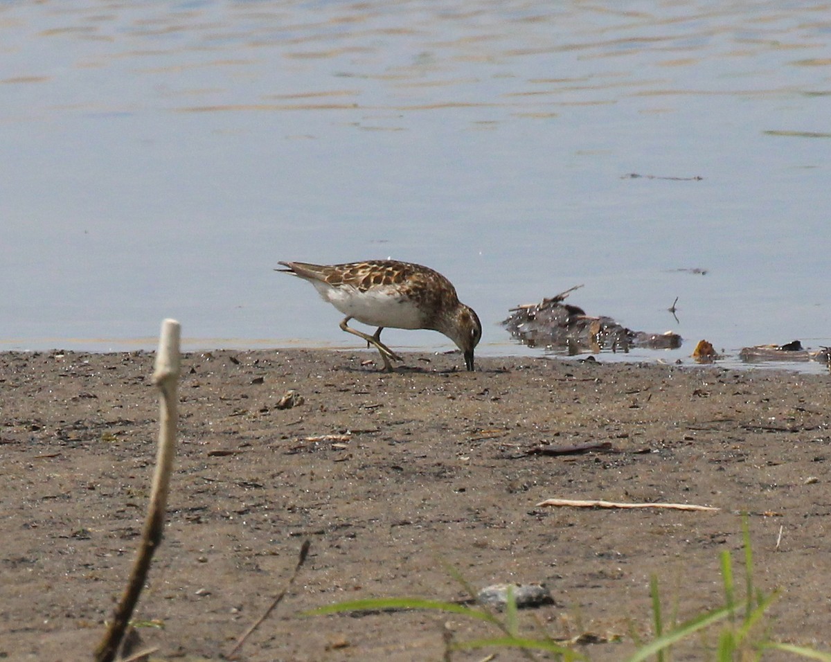 Least Sandpiper - ML639221639