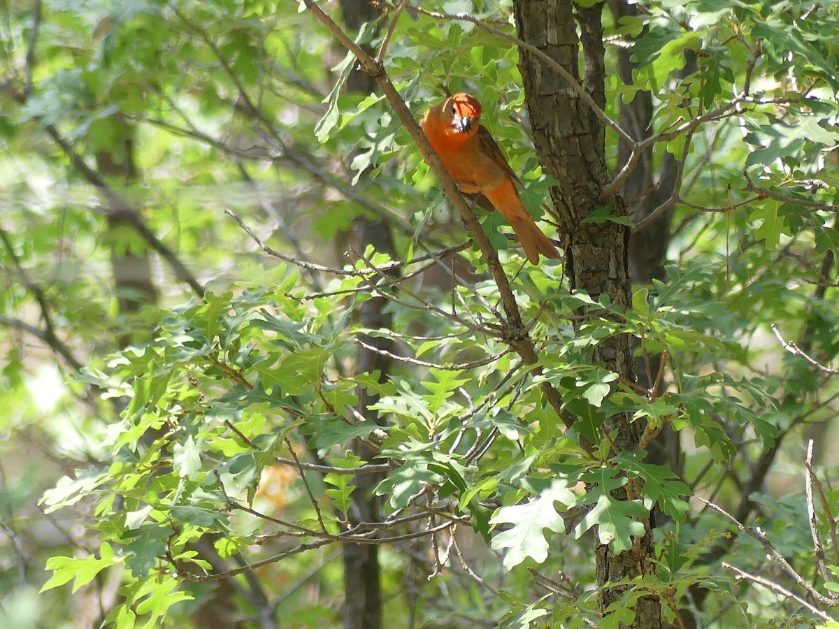 Hepatic Tanager - ML639221651