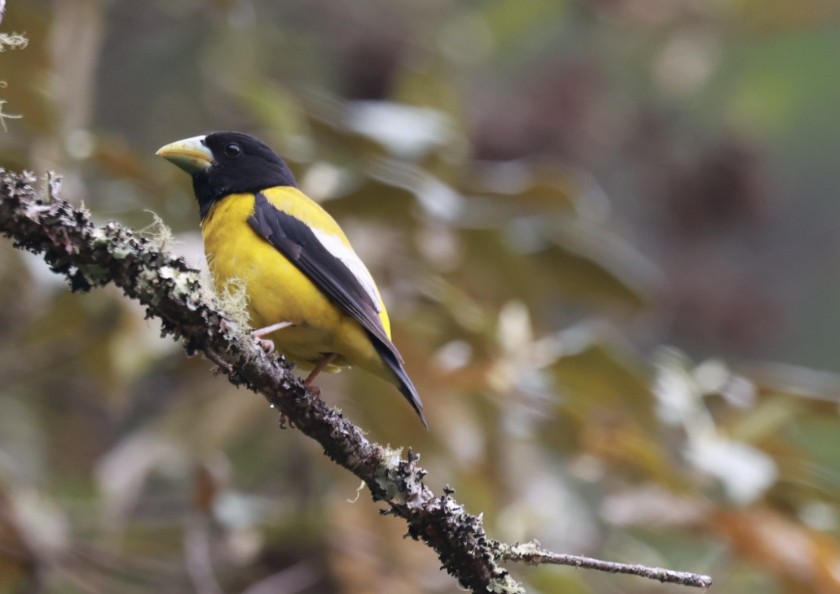 Hooded Grosbeak - ML639221655