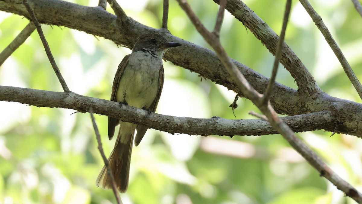 Nutting's Flycatcher - ML639221669