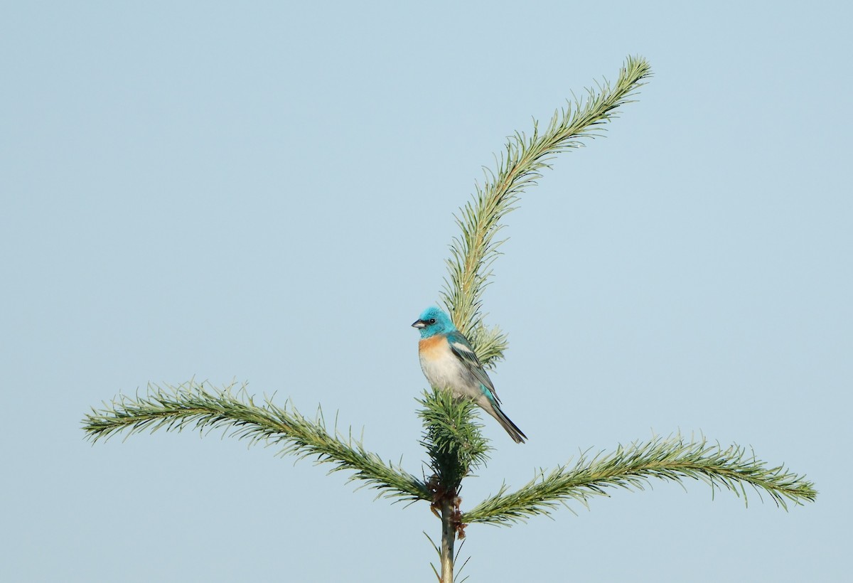Lazuli Bunting - ML639221723