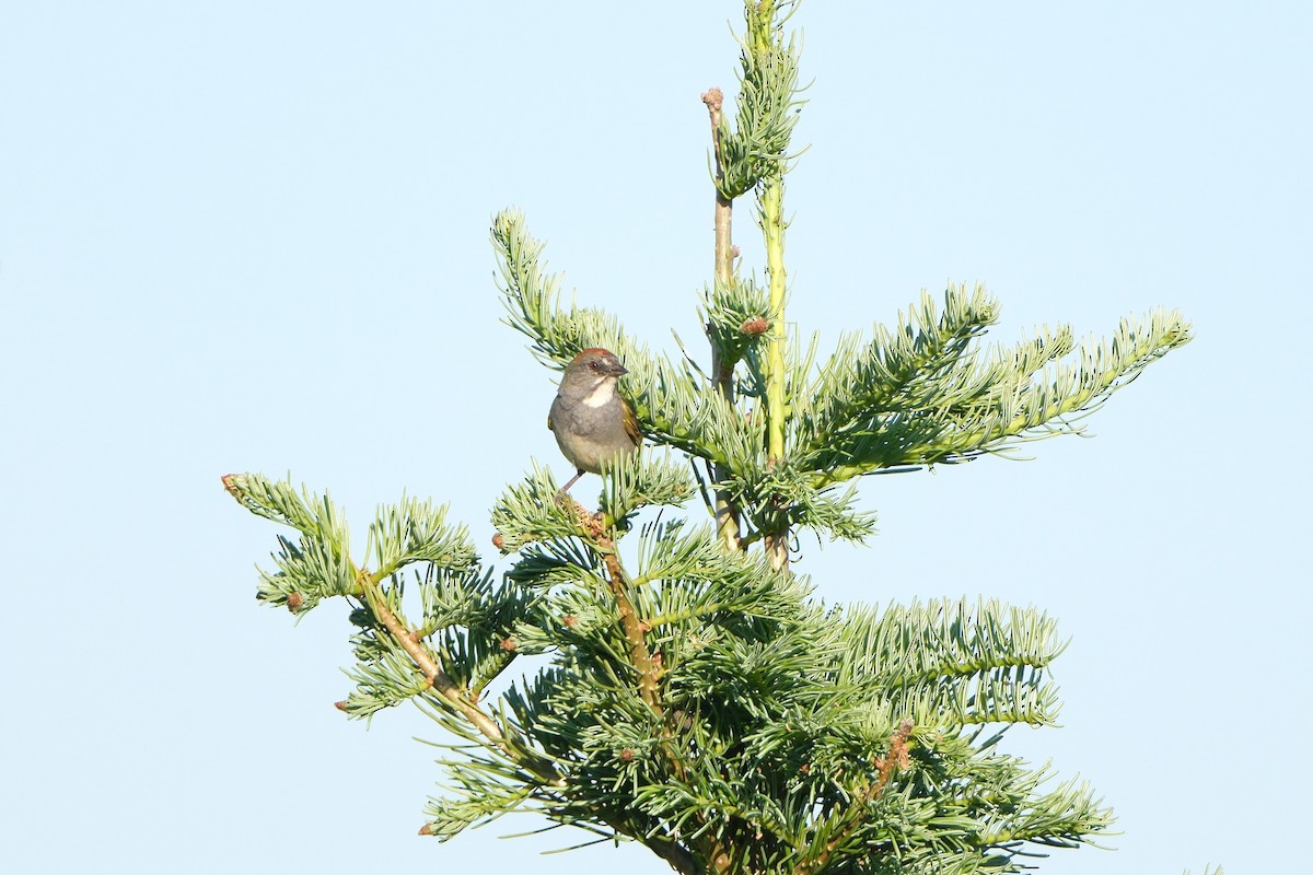Green-tailed Towhee - ML639221741