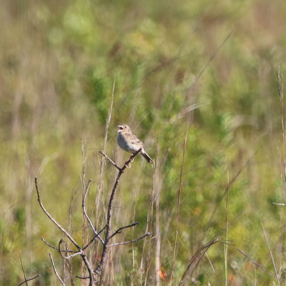 Grasshopper Sparrow - ML639221751