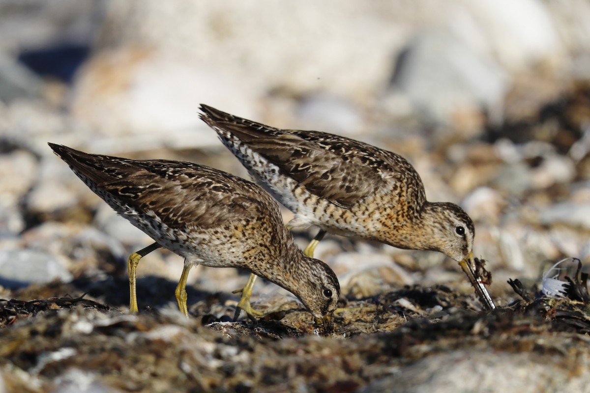 Short-billed Dowitcher - ML639221780