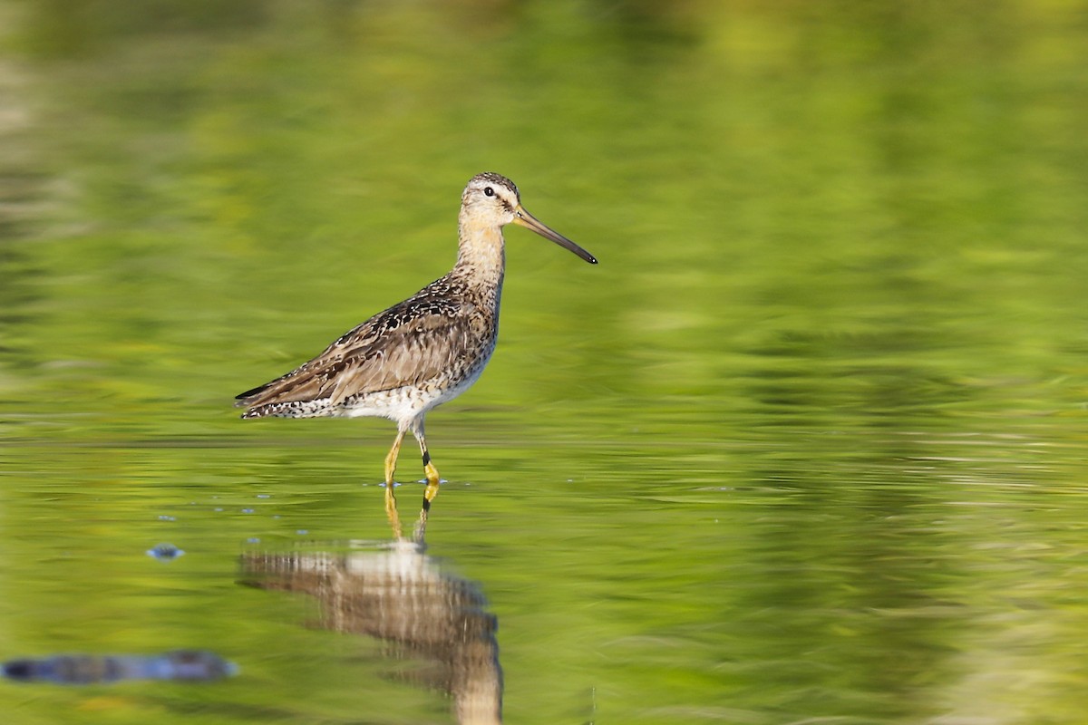 Short-billed Dowitcher - ML639221786