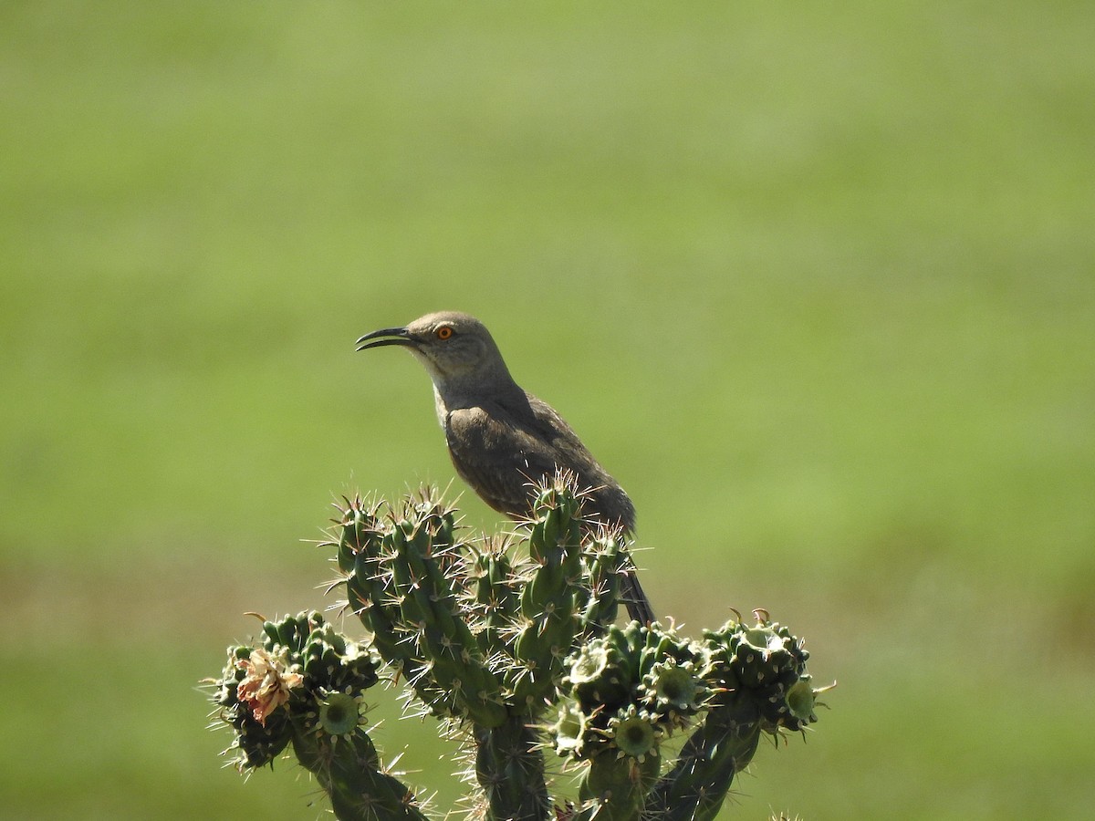 Curve-billed Thrasher - ML639221810
