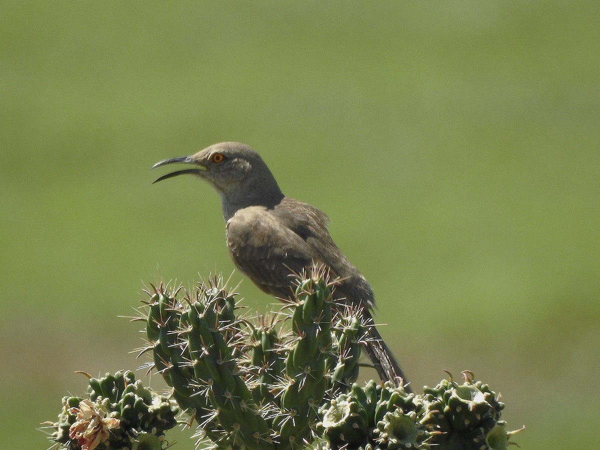 Curve-billed Thrasher - ML639221822