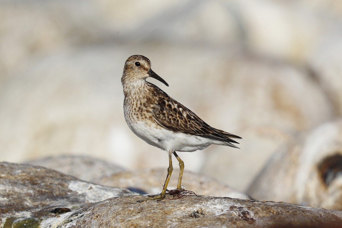 Least Sandpiper - ML639221829