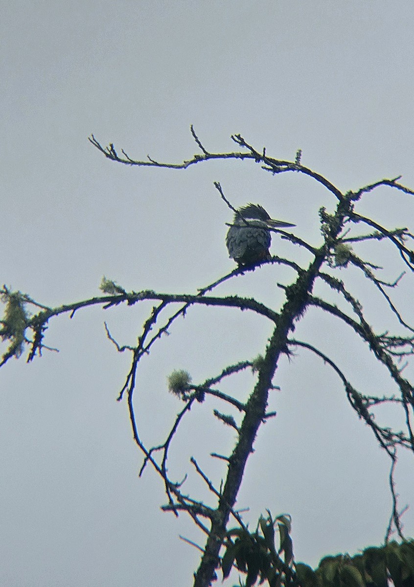 Ringed Kingfisher - ML639221856