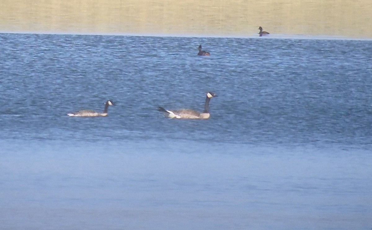 Cackling Goose - ML639222149