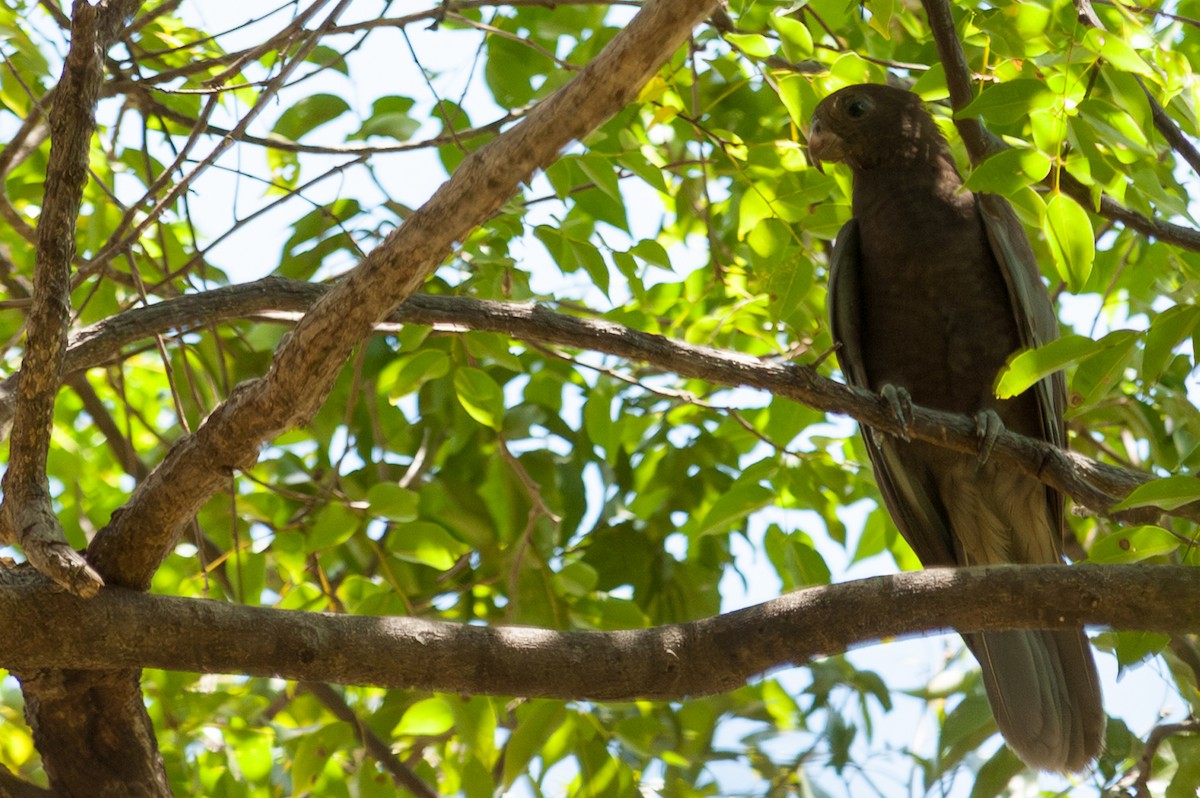 Lesser Vasa Parrot - ML639222189
