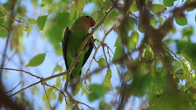 Rosy-faced Lovebird - ML639222215