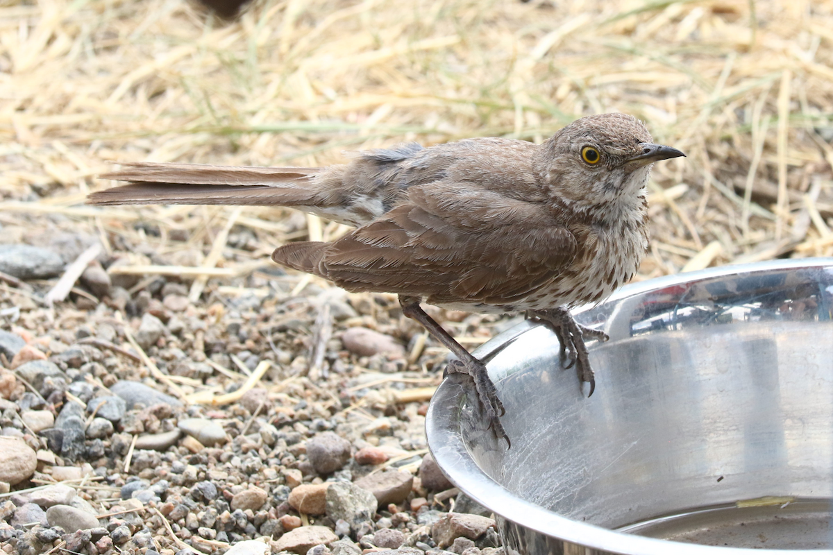 Sage Thrasher - ML639222228
