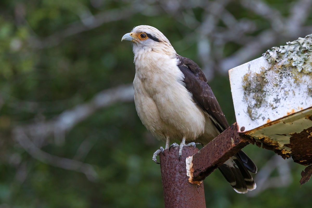 Caracara à tête jaune - ML639222309
