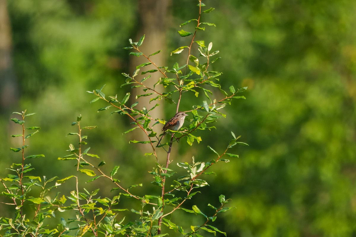 Swamp Sparrow - ML639222363