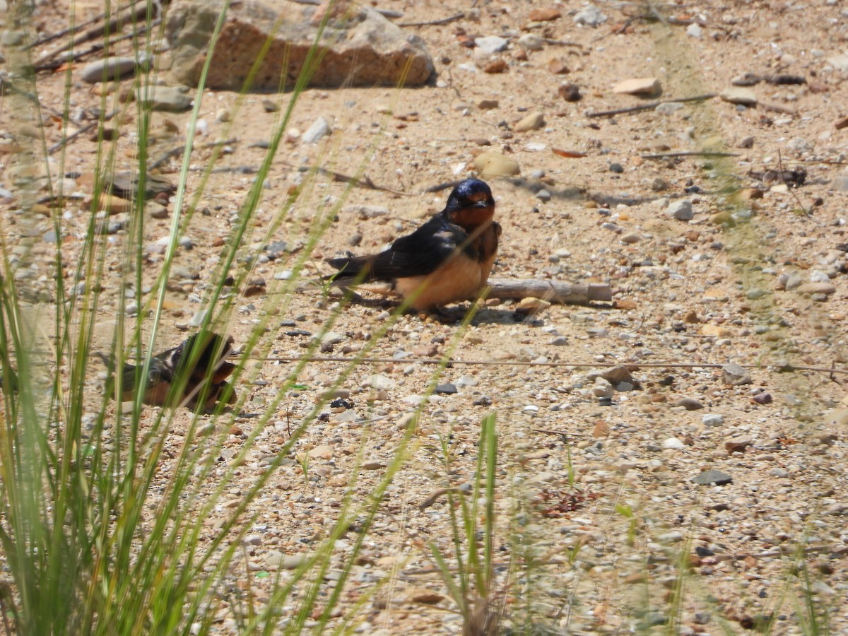 Асрын хараацай - ML639222515