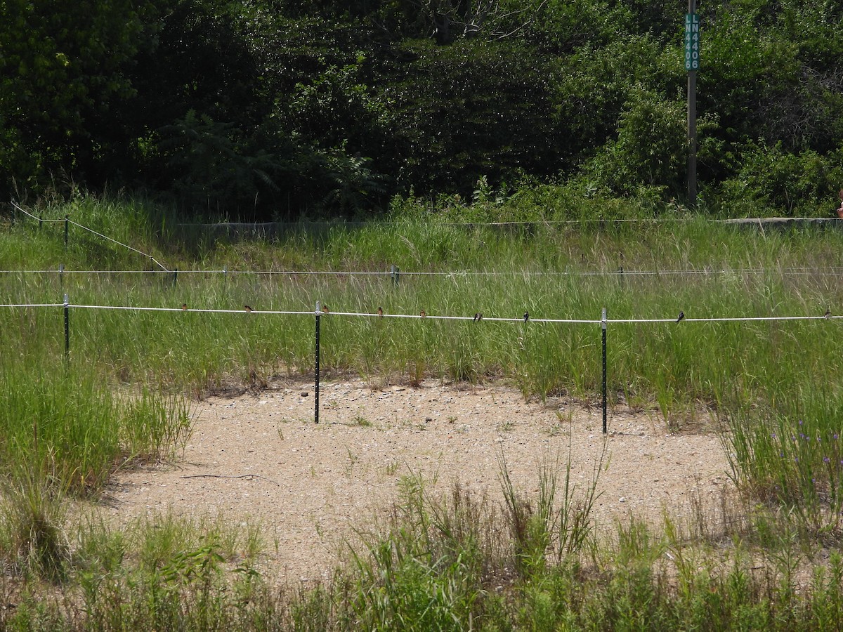 Асрын хараацай - ML639222523